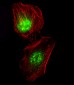 CREB(S133) Antibody